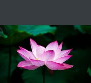 “Лотосовый Рай”