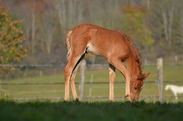 horse-g207f23859_640.jpg horse-g207f23859_640.jpg
