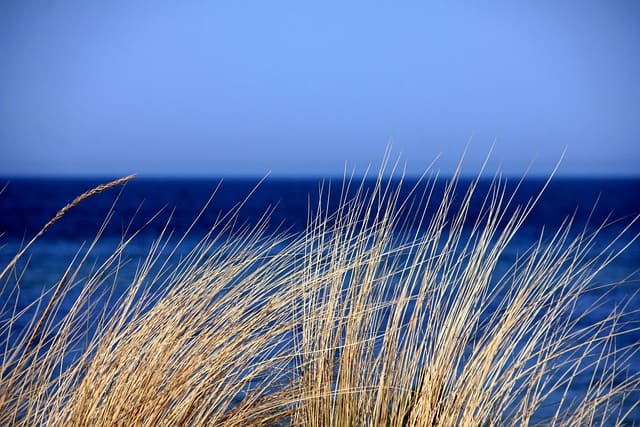 grass-g15a1498b9_640.jpg grass-g15a1498b9_640.jpg
