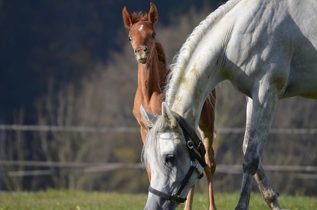 horses-g4ea173d6f_640.jpg horses-g4ea173d6f_640.jpg